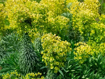 Wilczomlecz błękitnawy - zdjęcie 5