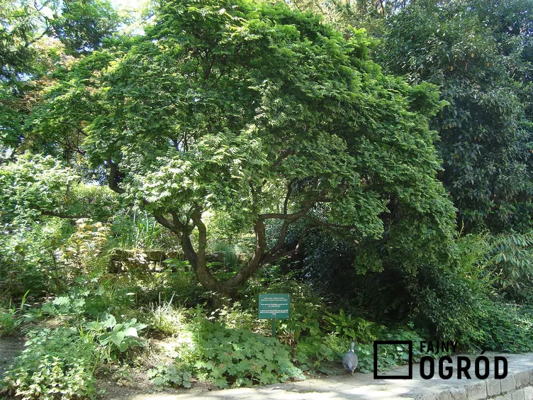 Wiąz 'Jacqueline Hillier'