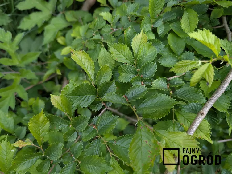 Zdjęcie przedstawia wiąz 'jacqueline hillier'