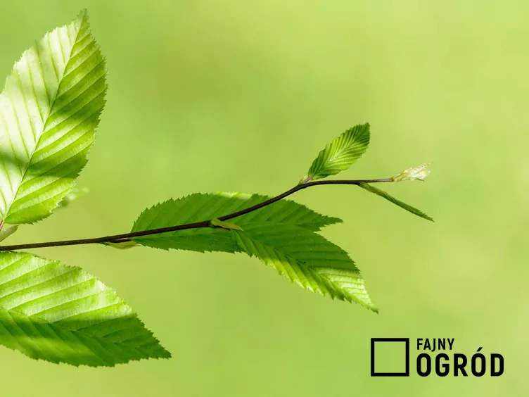 Wiąz 'Jacqueline Hillier'