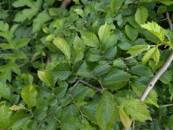 Wiąz 'Jacqueline Hillier' - zdjęcie 4