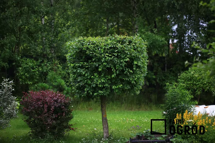 Wiąz 'Jacqueline Hillier' - zdjęcie 5