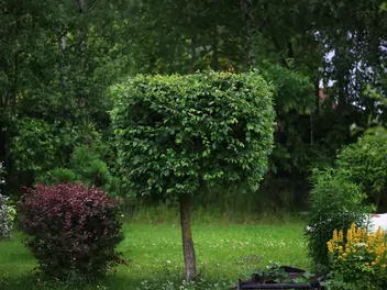 Wiąz 'Jacqueline Hillier' - zdjęcie 5