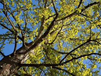 Ilustracja rośliny topola berlińska