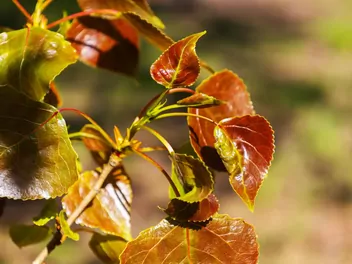 Topola berlińska - zdjęcie 2