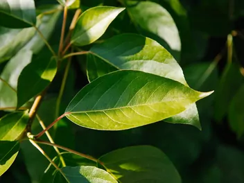 Topola berlińska - zdjęcie 3