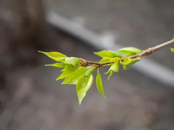 Topola berlińska - zdjęcie 4