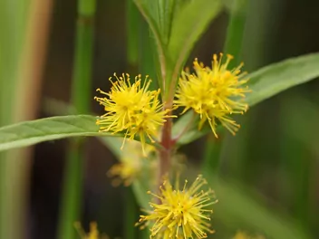 Ilustracja rośliny tojeść bukietowa