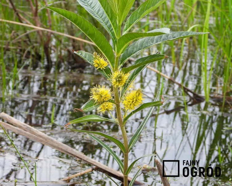Tojeść bukietowa - zdjęcie 5