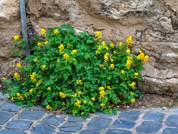 Kokorycz żółta - zdjęcie 2