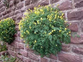 Kokorycz żółta - zdjęcie 3