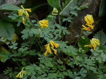 Kokorycz żółta - zdjęcie 4