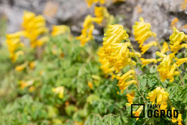 Kokorycz żółta - zdjęcie 5