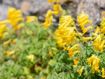 Kokorycz żółta - zdjęcie 5