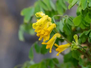 Ilustracja rośliny kokorycz żółta