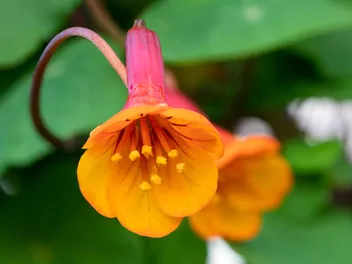 Ilustracja rośliny nasturcja bulwiasta