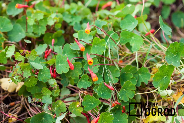 Nasturcja peruwiańska