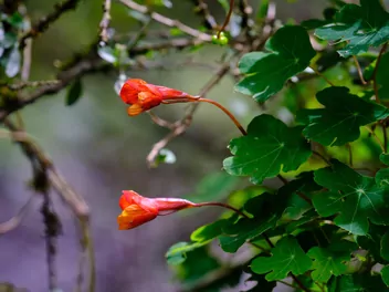 Nasturcja bulwiasta - zdjęcie 3