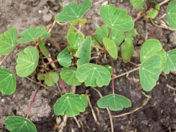 Nasturcja bulwiasta - zdjęcie 4