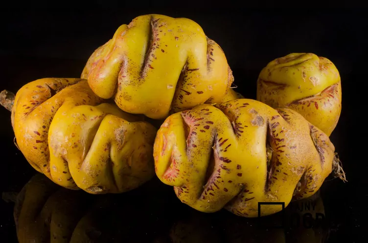 Nasturcja bulwiasta - zdjęcie 5