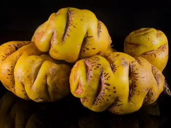 Nasturcja bulwiasta - zdjęcie 5