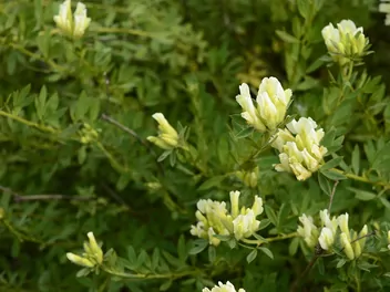 Ilustracja rośliny szczodrzeniec biały