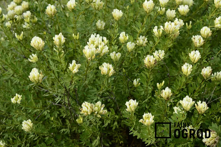 Szczodrzeniec zmienny