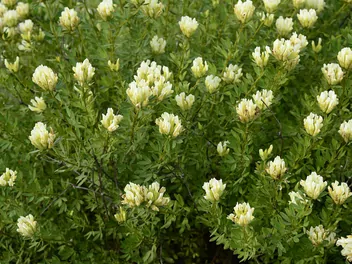 Szczodrzeniec biały - zdjęcie 2