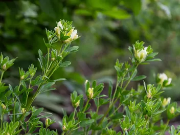 Szczodrzeniec biały - zdjęcie 3