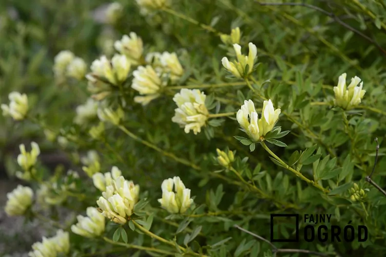 Szczodrzeniec biały