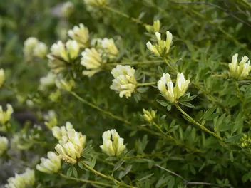 Szczodrzeniec biały - zdjęcie 4