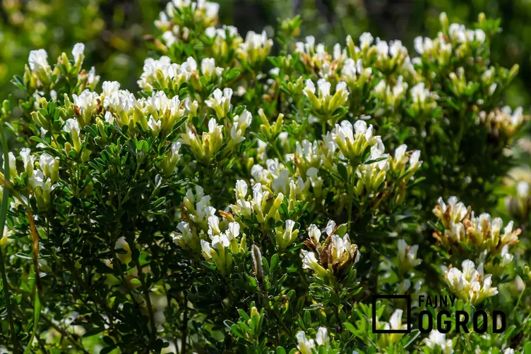 Szczodrzeniec biały - zdjęcie 5
