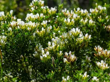 Szczodrzeniec biały - zdjęcie 5