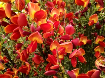 Ilustracja rośliny żarnowiec 'lena'