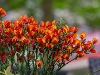 Żarnowiec 'Lena' - zdjęcie 2