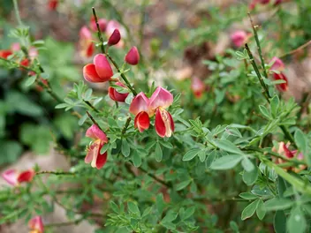 Żarnowiec 'Lena' - zdjęcie 3