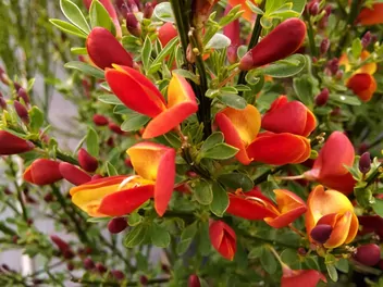 Żarnowiec 'Lena' - zdjęcie 4