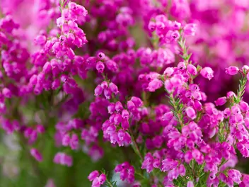 Ilustracja rośliny wrzosiec delikatny