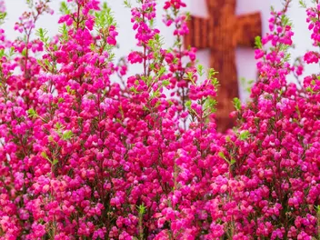 Wrzosiec delikatny - zdjęcie 2