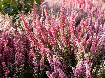 Wrzosiec delikatny - zdjęcie 3