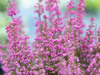 Wrzosiec delikatny - zdjęcie 4