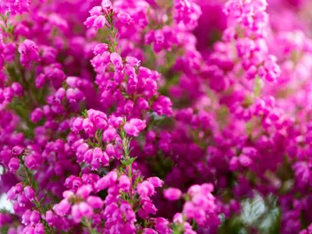 Wrzosiec delikatny - zdjęcie 5