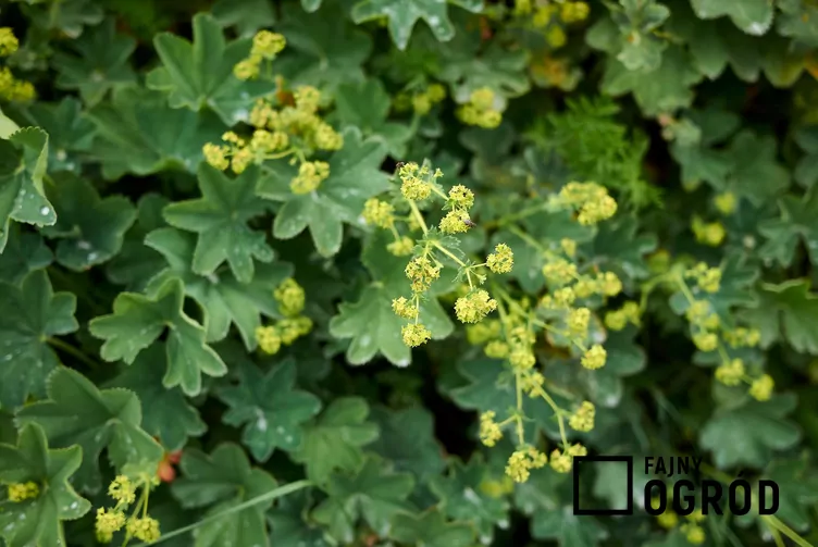 Przywrotnik pasterski