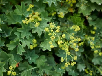 Ilustracja rośliny przywrotnik pasterski