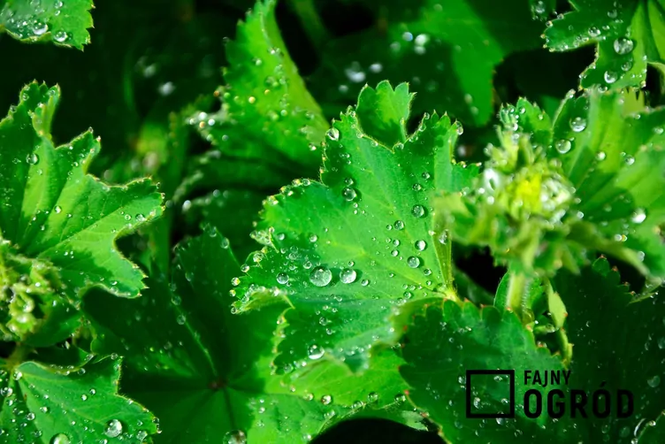 Przywrotnik pasterski