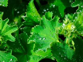 Przywrotnik pasterski - zdjęcie 2