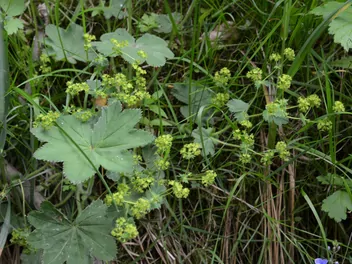 Przywrotnik pasterski - zdjęcie 3