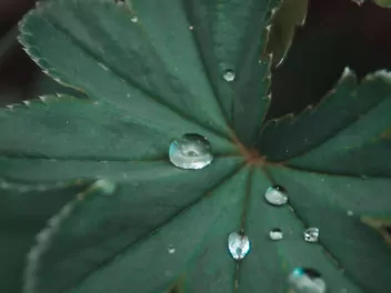 Przywrotnik pasterski - zdjęcie 4