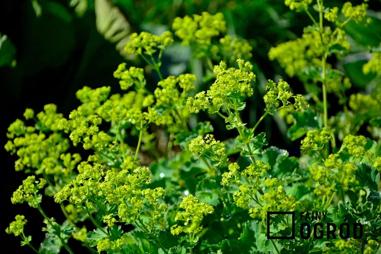 Przywrotnik pasterski - zdjęcie 5