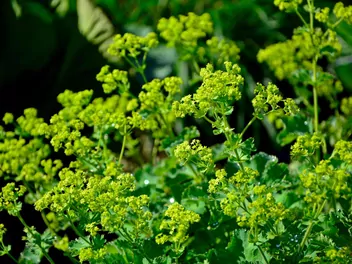 Przywrotnik pasterski - zdjęcie 5